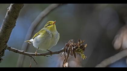 Orman çıvgını » Wood Warbler » Phylloscopus sibilatrix