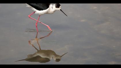 Uzunbacak » Black-winged Stilt » Himantopus himantopus