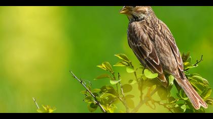 Tarla kirazkuşu » Corn Bunting » Emberiza calandra