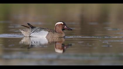 Çıkrıkçın » Garganey » Spatula querquedula