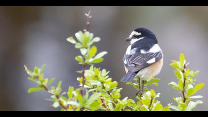 Maskeli örümcekkuşu » Masked Shrike » Lanius nubicus