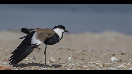 Mahmuzlu kızkuşu » Spur-winged Lapwing » Vanellus spinosus