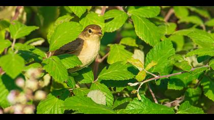 Sarı mukallit » Icterine Warbler » Hippolais icterina