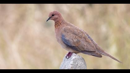 Küçük kumru » Laughing Dove » Spilopelia senegalensis