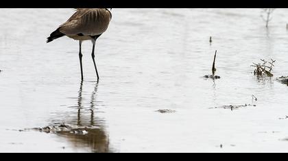 Mahmuzlu kızkuşu » Spur-winged Lapwing » Vanellus spinosus