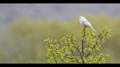 Tarla kirazkuşu » Corn Bunting » Emberiza calandra