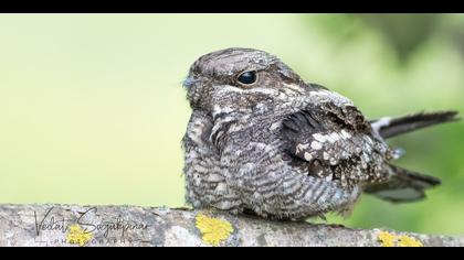 Çobanaldatan » European Nightjar » Caprimulgus europaeus