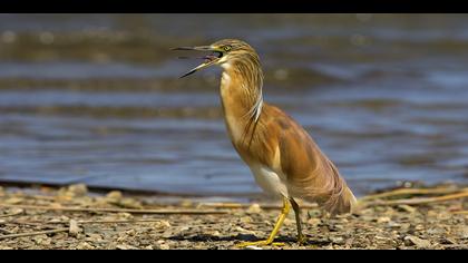 Alaca balıkçıl » Squacco Heron » Ardeola ralloides