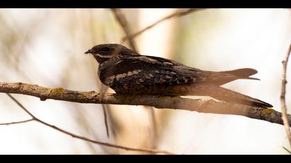 Çobanaldatan » European Nightjar » Caprimulgus europaeus