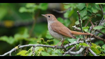 Bülbül » Common Nightingale » Luscinia megarhynchos