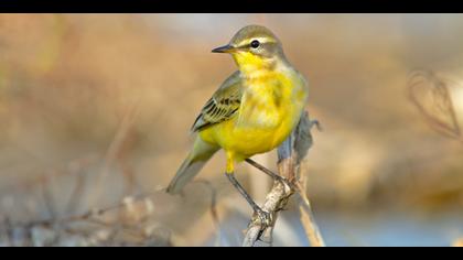 Sarı kuyruksallayan » Western Yellow Wagtail » Motacilla flava