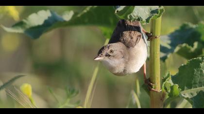 Akgerdanlı ötleğen » Common Whitethroat » Sylvia communis