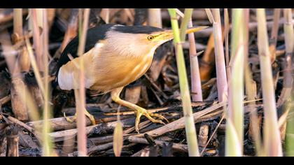 Küçük balaban » Little Bittern » Ixobrychus minutus