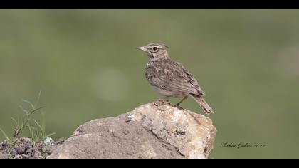 Tepeli toygar » Crested Lark » Galerida cristata