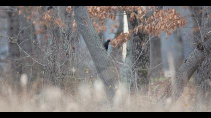 Kara ağaçkakan » Black Woodpecker » Dryocopus martius