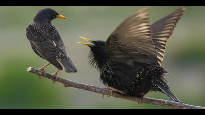 Sığırcık » Common Starling » Sturnus vulgaris