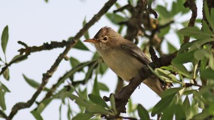 Zeytin mukallidi