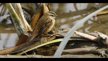 Kındıra kamışçını » Sedge Warbler » Acrocephalus schoenobaenus