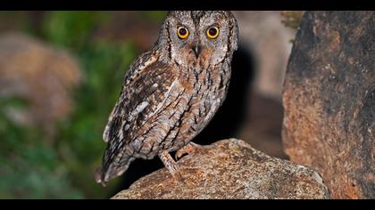 İshakkuşu » Eurasian Scops Owl » Otus scops