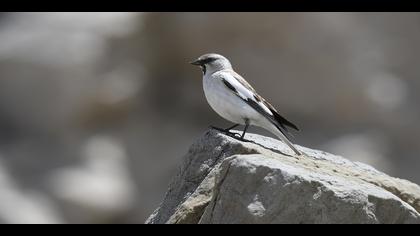 Kar serçesi » White-winged Snowfinch » Montifringilla nivalis