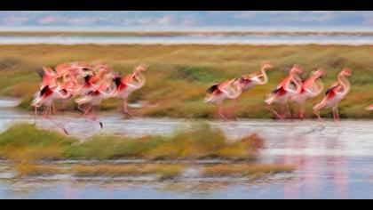 Flamingo » Greater Flamingo » Phoenicopterus roseus