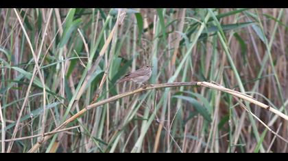 Benekli bülbül » Thrush Nightingale » Luscinia luscinia