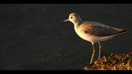 Yeşilbacak » Common Greenshank » Tringa nebularia