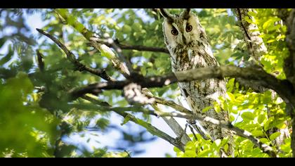 Kulaklı orman baykuşu » Long-eared Owl » Asio otus