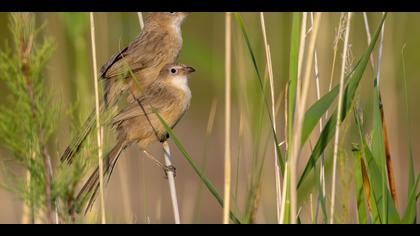 Irak yedikardeşi » Iraq Babbler » Argya altirostris