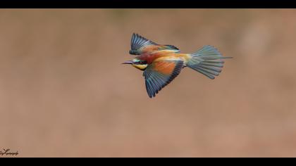 Arıkuşu » European Bee-eater » Merops apiaster