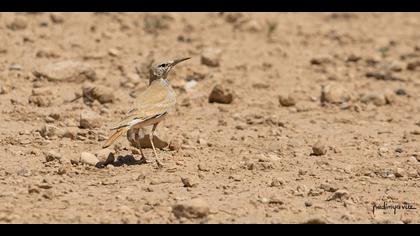 İbibik toygarı » Greater Hoopoe-Lark » Alaemon alaudipes