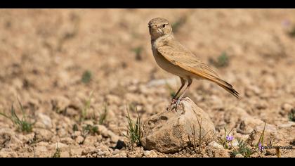 Küçük çöl toygarı » Bar-tailed Lark » Ammomanes cinctura