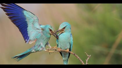 Gökkuzgun » European Roller » Coracias garrulus