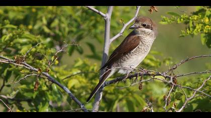 Kızılsırtlı örümcekkuşu » Red-backed Shrike » Lanius collurio