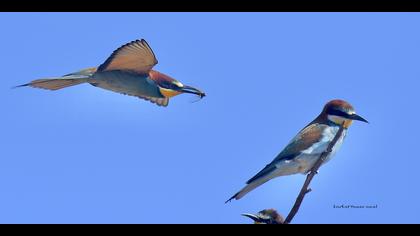 Arıkuşu » European Bee-eater » Merops apiaster