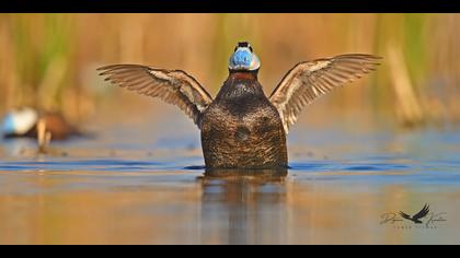 Dikkuyruk » White-headed Duck » Oxyura leucocephala