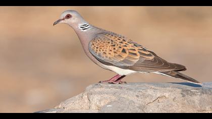 Üveyik » European Turtle Dove » Streptopelia turtur