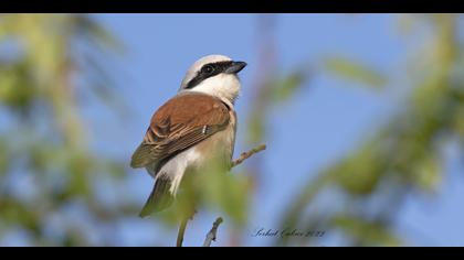 Kızılsırtlı örümcekkuşu » Red-backed Shrike » Lanius collurio