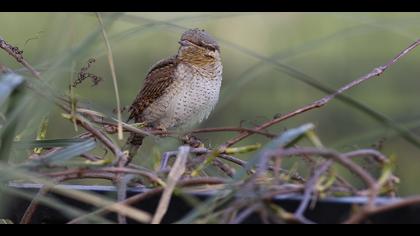 Boyunçeviren » Eurasian Wryneck » Jynx torquilla