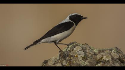 Karakulaklı kuyrukkakan » Black-eared Wheatear » Oenanthe melanoleuca