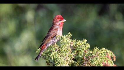 Çütre » Common Rosefinch » Carpodacus erythrinus