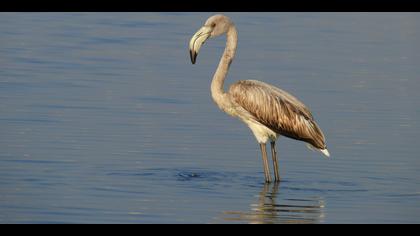 Flamingo » Greater Flamingo » Phoenicopterus roseus