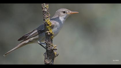 Zeytin mukallidi