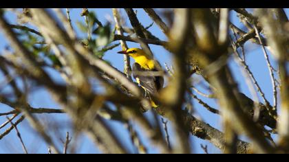 Sarıasma » Eurasian Golden Oriole » Oriolus oriolus