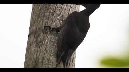 Kara ağaçkakan » Black Woodpecker » Dryocopus martius