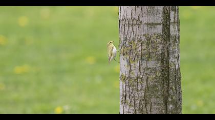 Orman çıvgını » Wood Warbler » Phylloscopus sibilatrix