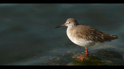 Kızılbacak » Common Redshank » Tringa totanus