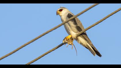 Ak çaylak » Black-winged Kite » Elanus caeruleus