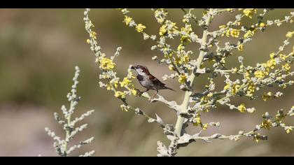 Serçe » House Sparrow » Passer domesticus