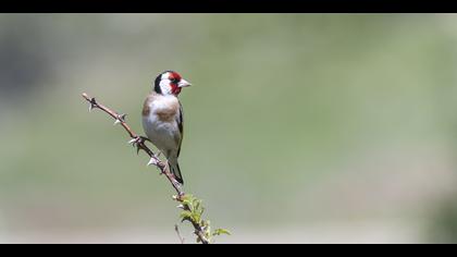 Saka » European Goldfinch » Carduelis carduelis